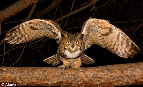 Newest oldest price ascending price descending relevance. When owls attack¿ dogs: Albuquerque residents claim giant ...