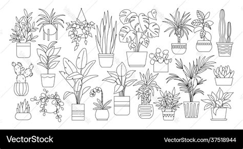 Outline Drawings Plants Royalty Free Vector Image