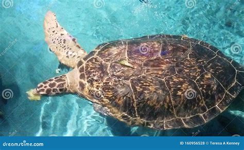 Sea Turtle In Aquarium Stock Photo Image Of United 160956528