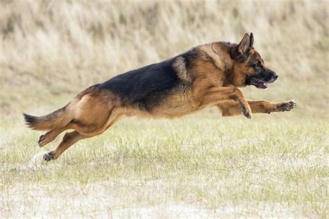 Dog German Shepherd Running Berger Allemand Poster
