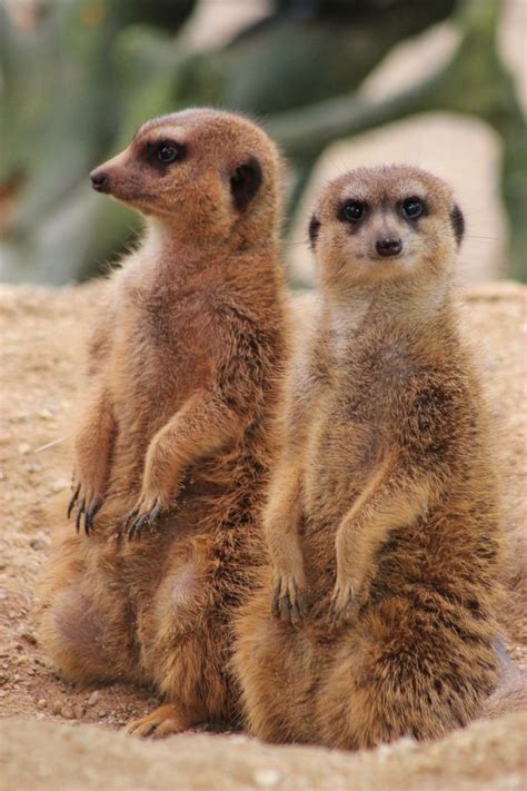 57 Best Adorable Meerkats And Ferrets Images On Pinterest Ferrets