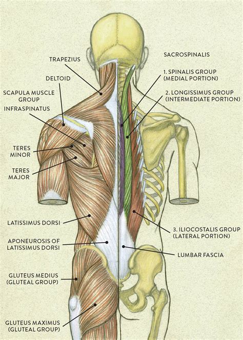 Male Back Muscles Chart The Skin And Muscles Of The Back Are