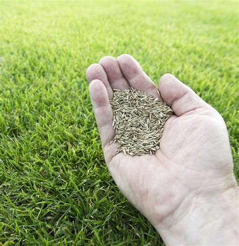 Lawn Seeding Services Lafayette In Shades Of Green