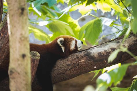 Download Red Panda Sleeping On Tree Wallpaper