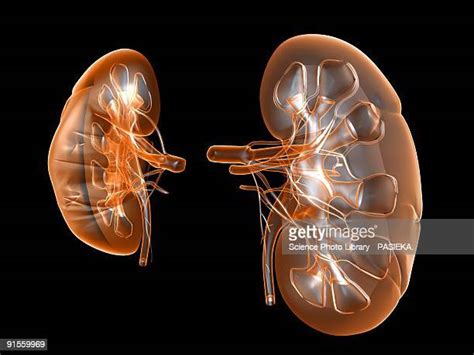 Excretory System High Res Illustrations Getty Images
