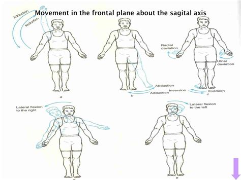 Ppt Axes And Planes Fundamental Positions And Movements Powerpoint