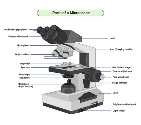 17 Parts Of A Microscope With Functions And Diagram