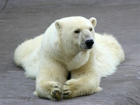 Polar Bear Free Photo Download Freeimages
