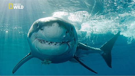 Gold Coast Shark Attacks National Geographic Documentary Hd 2017