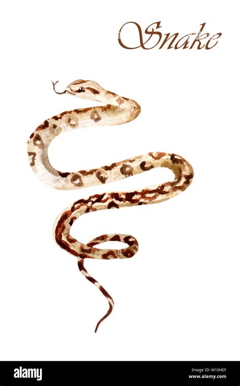 Watercolor Hand Painted Snake Isolated On A White Background Stock