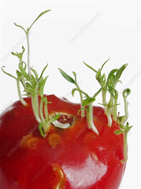 Tomato Seedlings Sprouting Stock Image C0342327 Science Photo
