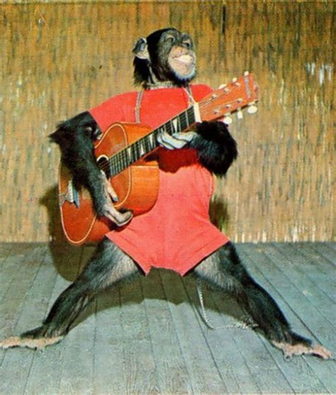 Casa De Ricardo Monkeys Funny Monkey Pictures Cute Monkey