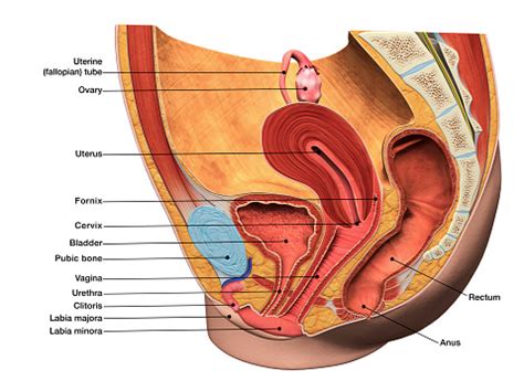 Female anatomyside view labelled, 246.body builder appendix pdf body builder appendix word. Labeled 3d Diagram Of Female Reproductive System In ...
