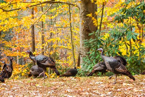 Wild Turkeys And Fall Color