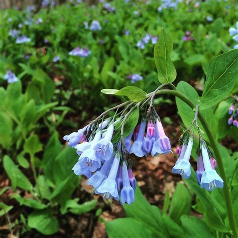 Virginia Bluebells Are Flowering This Photo Was Taken Alo Flickr