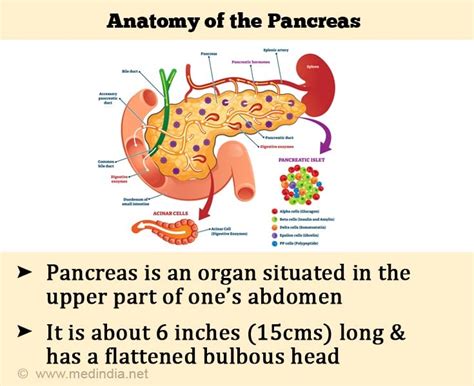 Pancreatic Cell Structure