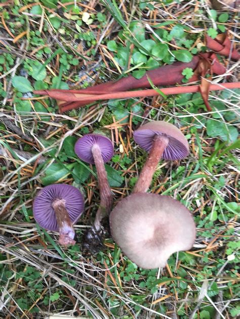 Wild Mushrooms In Canada The Canadian Encyclopedia