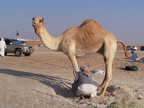 Festival No Deserto Dos Emirados Árabes Celebra Camelos E Movimenta Milhões