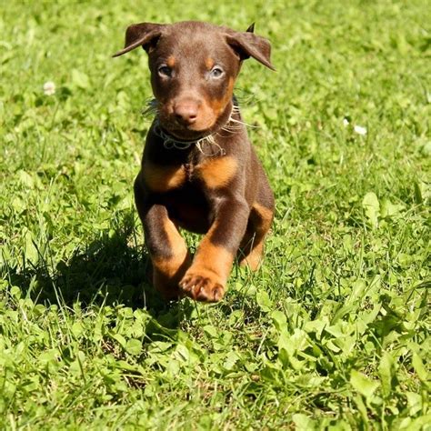 Последние твиты от doberman rescue of north texas (@doberman_rescue). 100 Most Popular Doberman Pinscher Dog Names