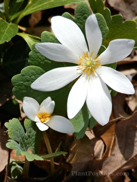 Plantpostings Plant Of The Month Bloodroot
