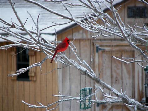A Yard Full Of Cardinals Indianas State Bird Bird State Birds