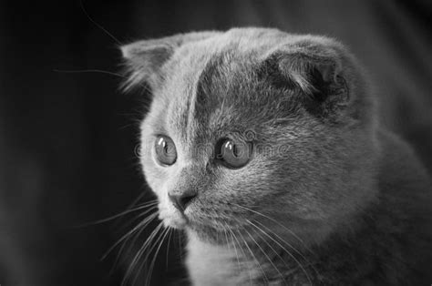 Grey Scottish Fold Kitten Looking Left Stock Image Image Of Eyes