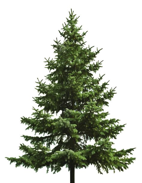 Pine Tree Icon Png