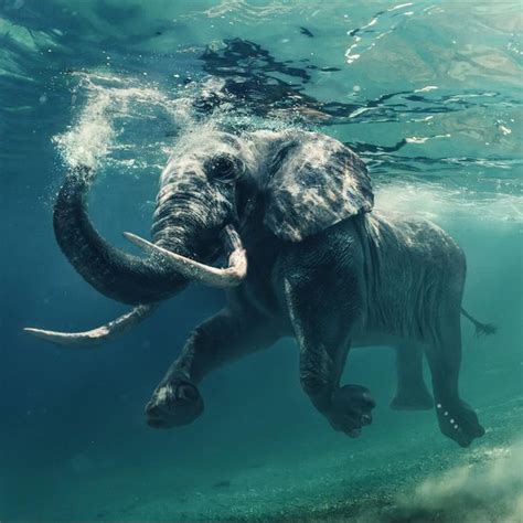 Water For Elephants 90cm X 60cm Fotokunst Op Plexiglas Incl