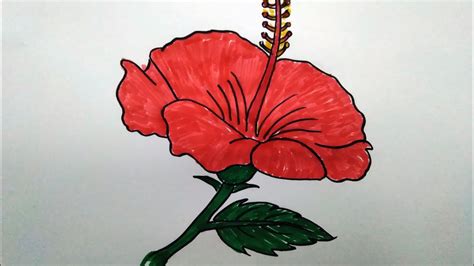 Mewarnai Gambar Bunga Kembang Sepatu Cara Untuk Manfaatkan Bunga Sepatu Untuk Perawatan