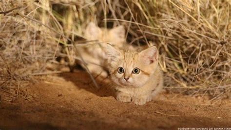 Sand Cat Kittens Filmed In The Wild For The First Time Ever Video