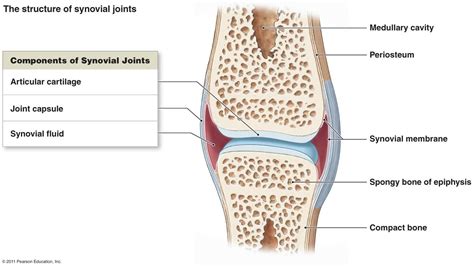 Drag each label into the proper position to identify the type of bone cell described. synovial.jpg (JPEG Image, 1402 × 790 pixels) | Synovial ...