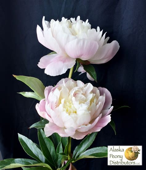 Pin On White Frost Peonies