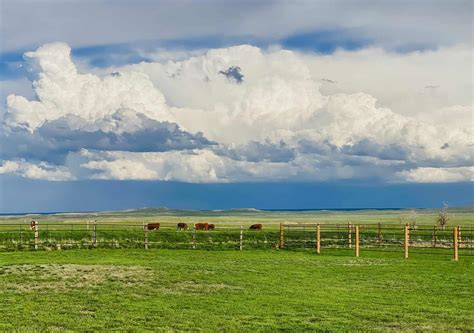 How To Create And Maintain Pasture Land • The Prairie Homestead