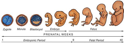 Embryology And The Human Development