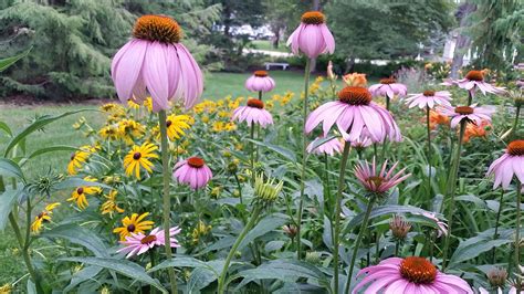 Black Eyed Susan Purple Coneflower Shacktews