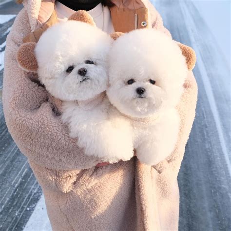 25 Extremely Fluffy Animals That Will Make You Feel Cozy
