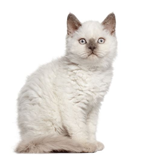 Selkirk Rex Cat Breed Review Facts Cats Energies