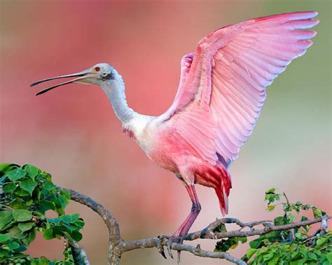 roseate spoonbill beautiful pink bird  tree jefferson island animals birds wallpapers hd