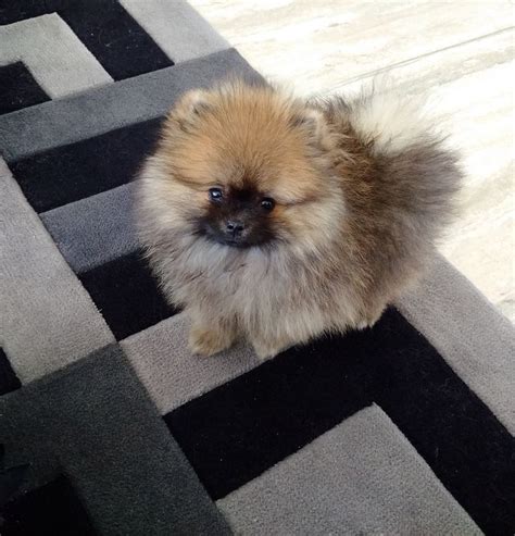 Pin By Pat Nataupsky On Pomeranians Pomeranian Puppy Fluffy Puppies