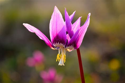 10 Of Russias Most Beautiful And Rarest Flowers Russia Beyond