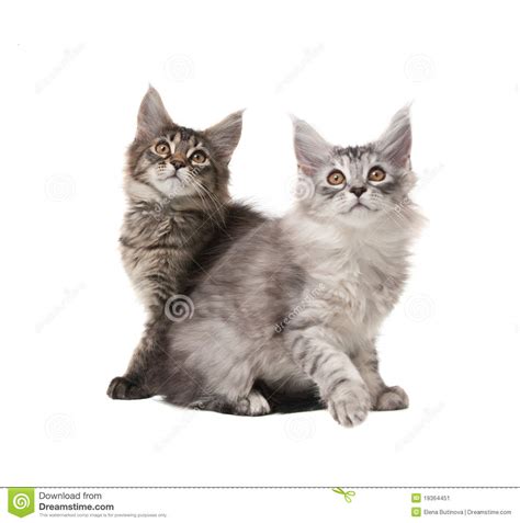 Two Fluffy Kittens Stock Image Image Of Curious Cute 19364451