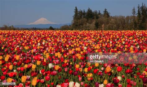 Tulip Field Oregon Photos And Premium High Res Pictures Getty Images