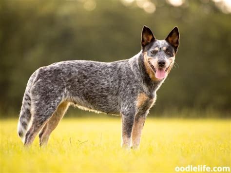 Red Heeler Vs Blue Heeler Compared With Photos Oodle Life