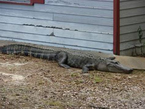 12 Foot Alligator Spotted In Front Yard Of Lufkin Home