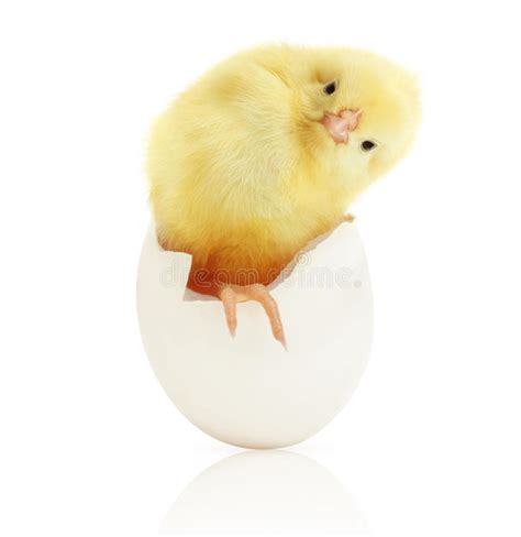 115 Baby Chick Coming Out Egg Stock Photos Free And Royalty Free Stock