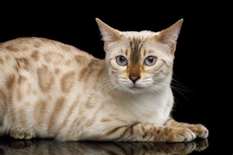 The name of bengal is derived from the ancient kingdom of vanga, the earliest records of which date back to the mahabharata epic in the first millennium bce. Snow Bengal Cat Care Guide & Info - Petsoid