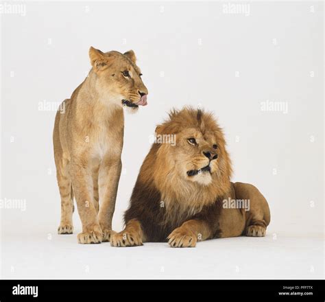 Lion Standing Behind Lioness