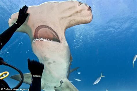 Diver And This Shark Come Face To Face Im Still Shocked At What