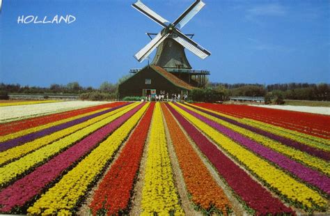 Campos de tulipas Holanda | Hilda Souza | Flickr