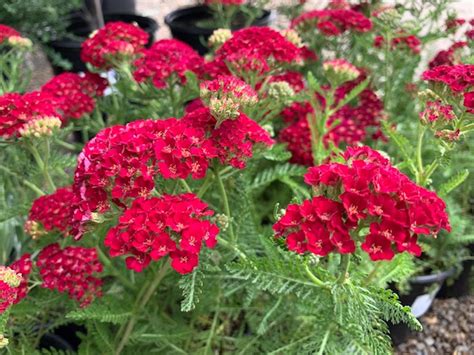 Paprika is a spice made from dried and ground red peppers. Achillea 'Paprika' | Native Sons Wholesale Nursery